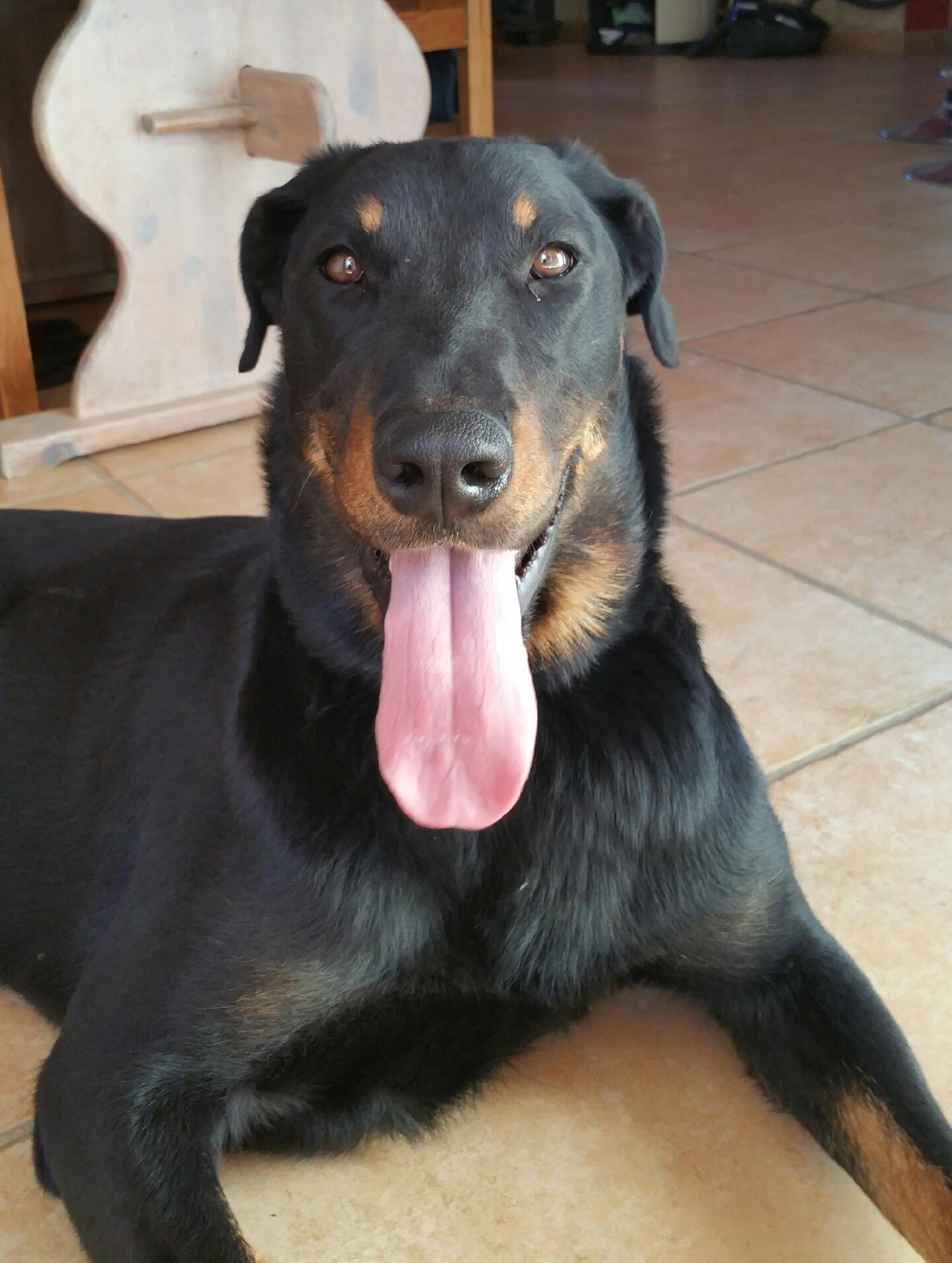  domainedelalicorne.fr photo chien beauceron photo chiot beauceron Elevage de beauceron chiot beauceron pure race élevage du clos de la licorne elevage des gardiens de la licorne elevage beauceron noir et feu authentique gros gabarits élevage de Beauceron familial sérieux et qualité domainedelalicorne.fr suivi des chiots conseil d’éducation chiot propre bas rouge santé caractère spécialiste du beauceron noir et feu ou arlequin chien rustique berger de France  nos chiots sont élevés avec amour et attention notre passion au service de la qualité Beauceron de qualité et sportif domaine de la licorne 04380 BARRAS élevage en liberté éleveur berger de beauce élevage de beauceron de travail 06 11 20 51 93 site domainedelalicorne.fr mail domainedelalicorne@gmail.com